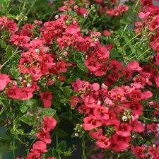 Image result for Diascia