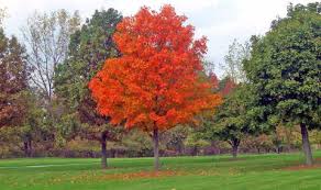The soil is still warm and the milder temperatures more pleasant. Is Fall A Good Time To Plant Trees And Shrubs Extension