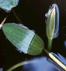 Image result for Ottelia ulvifolia