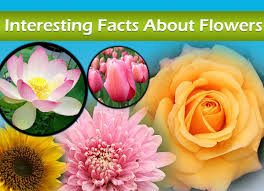 But believe it or not, flower bulbs, vegetables and shrubs all thrive when planted during this time of year. Interesting Facts About Flowers Did You Know Science
