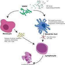 Maybe you would like to learn more about one of these? Pdf Pathophysiology Of Ebola Virus Infection Current Challenges And Future Hopes