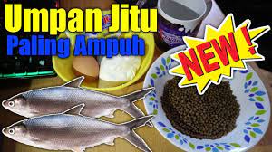 Umpan Ikan Bandeng Tambak Paling Jitu Dan Ampuh Youtube