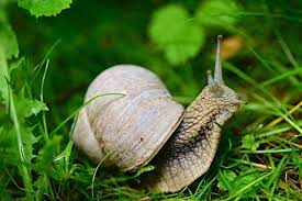 Immer und immer wieder absammeln… und trotzdem werden es immer wieder mehr, und mehr… 🤬 man lässt schon immer viele blätter der pflanzen im beet liegen, man sagt ja die schnecken seien die aufräumer im garten und sie würden sich damit beschäftigen. Checkliste Die 6 Besten Mittel Gegen Schnecken Im Garten Wohnen Und Bauen De