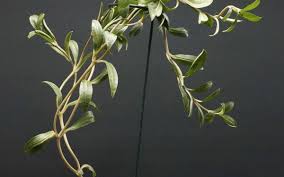 Image result for Ceropegia plocamoides