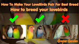 How To Make Your Lovebirds Pair For Best Breed How To Breed Your Lovebirds