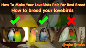 how to make your lovebirds pair for best breed how to breed your lovebirds