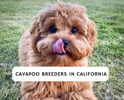 Find great deals on ebay for cavapoo puppies. Best Cavapoo Breeders In California 2021 We Love Doodles