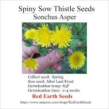 Image result for Sonchus integrifolius