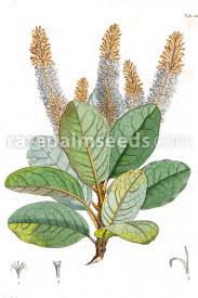 Image result for Polystachya mildbraedii