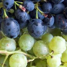 Image result for Bystiscus betulae grapevine