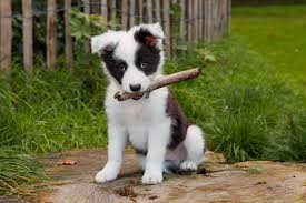 Whether you are looking to buy a new pet for yourself or someone dear to monitor it closely and ruffle its back once or twice for a short time to help it acclimate to the new environment. Cut The Cost Of Pet Care With These Easy Tips Living On The Cheap
