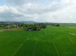 Homestay anjung malinja dikelilingi sawah padi yang luas,gunung jerai dan laut yang biru.sesuai kota sarang semut, kedah, malezya. Kehijauan Sawah Padi Di Kodiang Malaysia Dulu Kini Facebook