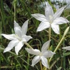 Image result for Afrosolen schimperi