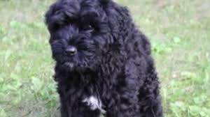 Puppies are loads of fun, but they require a good deal of time and effort before they grow up. Bouvier Des Flandres Puppy Youtube