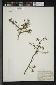 Image result for Balanites pedicellaris