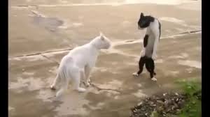 Gulme Garantili Komik Kedi Videolari Youtube