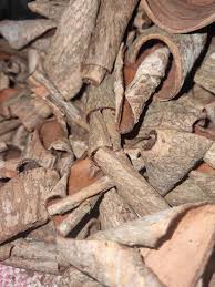 Image result for Harungana madagascariensis