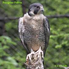 Falcons Falcon Pictures Falcons Of North America Birds Peregrine Falcon Peregrine Pet Birds