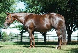 A Fancy Impulse Aqha Pure Beauty Horses Chestnut Mare