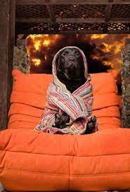 Dog Boarding Florida Dog Hotel Dog Training Dog Spa In Boca Raton Miami At Chateaupoochie Com Pet Groomers Dog Boarding Near Me Dog Spa