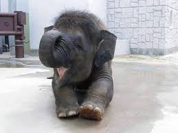 Contact elephant hair on messenger. Baby Elephant Cute Animals Cute Baby Elephant Baby Animals