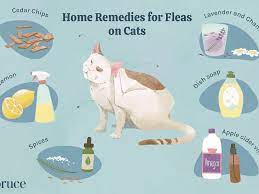 6 Home Remedies For Fleas On Cats