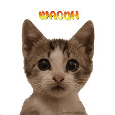 RÃ©sultat de recherche d'images pour "photo de waouh"