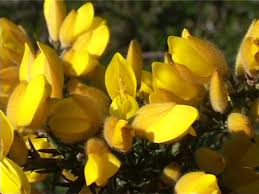 Those in need of willow have a tendency to feel a victim of circumstance and to blame. Seasonal Remedies 1 Healing With Bach Flowershealing With Bach Flowers