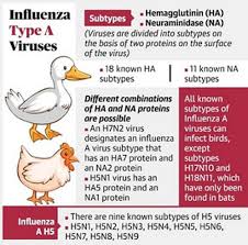 Bird flu symptoms in people can vary. Bird Flu Has Been Reported Among Wild Geese In Himachal Pradesh Crows In Rajasthan And Madhya Pradesh And Ducks In Kerala In Haryana Around One Lakh Poultry Birds Have Died Mysteriously In
