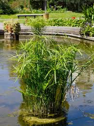 Image result for Cyperus amauropus