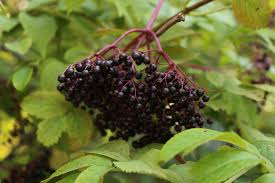 How to make elderberry syrup. Staying Healthy With Native Plants Elderberry Shrub Wild Seed Project