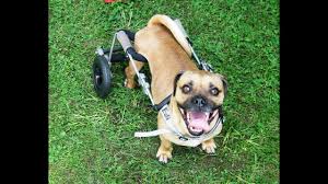 Image result for invalid dog wheelset