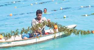 Ketika itu rumpai laut ditemui tumbuh secara semula jadi dan taburan rumpai laut tersebut telah ditemui oleh seorang penyelidik dari universiti hawaii iaitu profesor maxwell s. Fiesta Mega Rumpai Laut