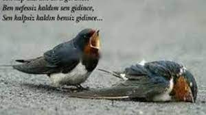 edip akbayram kuslar indir mp3 indir dinle