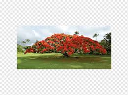 Located in the somerset region. Poinciana Tree Png Images Pngwing