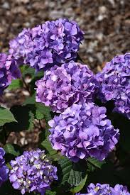 Image result for Hydrangea