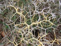 However, some throny vines will also climb using another method. Pin On Restless Beauty A Fractured Faerie Tale