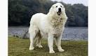 Great Pyrenees Dog Breed Information and Pictures