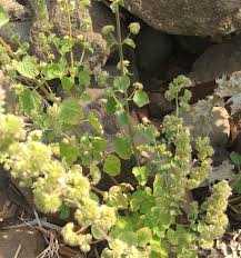 Image result for Clinopodium