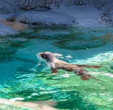Visit The North Carolina Aquarium At Pine Knoll Shores Near Emerald Isle In 2020 North Carolina Aquarium Pine Knoll Shores Emerald Isle