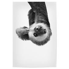 Animal Photography In Black And White Bw Art Sloth Art Cat Art Print