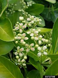 Image result for Euonymus fortunei