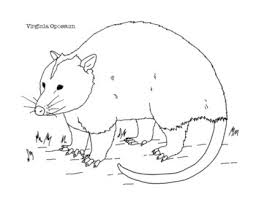 Unicorn coloring pages fresh s s media cache ak0 pinimg 736x af use the download button to find out the full image of virginia coloring page printable, and download. Virginia Opossum Coloring Page By Mama Draw It Tpt