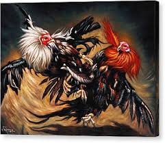 Browse our fighting rooster images, graphics, and designs from +79.322 free vectors graphics. Rooster Fight Canvas Prints Fine Art America