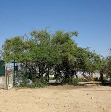 Image result for Cordia sinensis