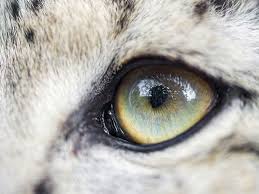 The Eye Of A Snow Leopard Snow Leopard Leopard Face Paint Leopard Drawing Art