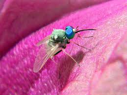 Image result for Philenoptera bussei