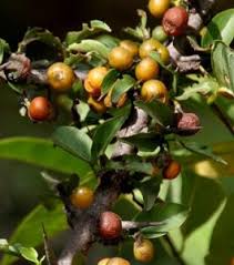 Image result for Vangueria esculenta