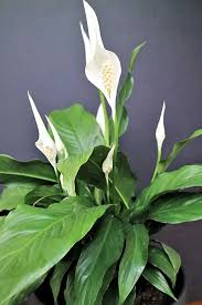 We did not find results for: 10 Lucky Plants That Will Bring Good Luck And Wealth To Your Home