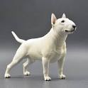 Bull Terrier Dog Breed Information, Pictures ...